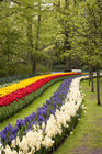 Keukenhof