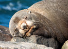 Fur seal