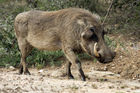 Warthog