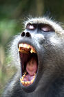 Baboon