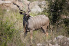 Kudu