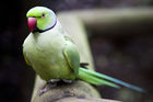 Ringneck parakeet