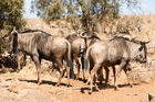 Wildebeest