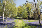 Bluebell walk 2010