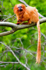 Golden marmoset