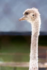 Ostrich