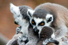 Lemur