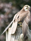 Peregrine Falcon