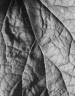 Close up of a leaf