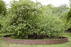 Newton's apple tree