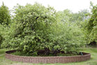 Newton's apple tree