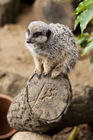 Meerkat