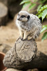 Meerkat