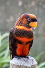 Dusky lory