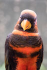 Dusky lory