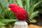 Red lory