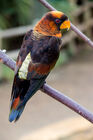 Dusky lory