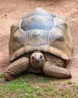 Giant tortoise