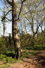 Woodland walk, Canons Park