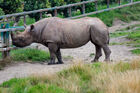 Eastern black rhino