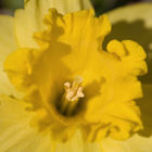 Yellow daffodil
