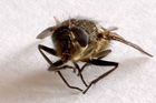 Dead housefly (Musca domestica)