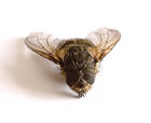 Dead housefly (Musca domestica)