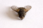 Dead housefly (Musca domestica)