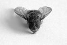 Dead housefly (Musca domestica)