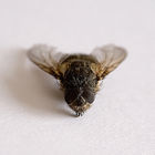 Dead housefly (Musca domestica)