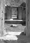 Tarxien Temple ruins