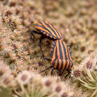 Insects (to be identified)