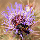 Insects (to be identified)