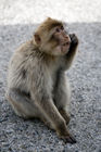 Barbary macaque by Apes Den