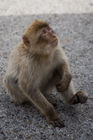 Barbary macaque by Apes Den