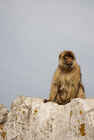 Barbary macaque by Apes Den