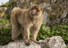 Barbary macaque by Apes Den