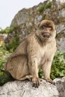 Barbary macaque by Apes Den