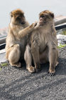 Barbary macaques by Apes Den