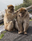 Barbary macaques by Apes Den