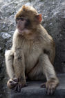 Barbary macaque by Apes Den