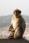 Barbary macaque eating bread outside the Great Siege Tunnels