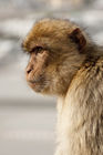 Barbary macaque outside the Great Siege Tunnels