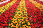 Tulip farm
