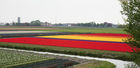 Tulip farm