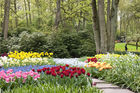 Tulip garden display