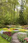 Tulip garden display