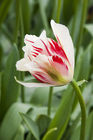 Close-up of a tulip