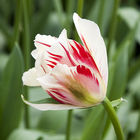 Close-up of a tulip
