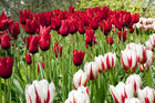 Tulips display